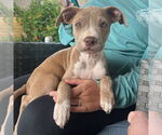 Small #1 American Pit Bull Terrier Mix
