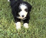 Puppy 6 Australian Shepherd-Old English Sheepdog Mix