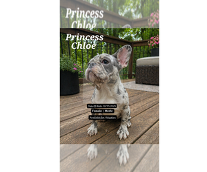 Medium French Bulldog