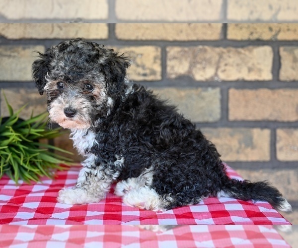 Medium Photo #8 Poovanese Puppy For Sale in MILLERSBURG, OH, USA