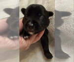 Small #4 Mutt