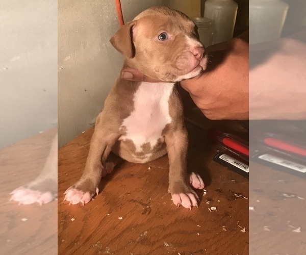 Medium Photo #9 American Bully Puppy For Sale in CO SPGS, CO, USA