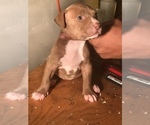 Small Photo #9 American Bully Puppy For Sale in CO SPGS, CO, USA