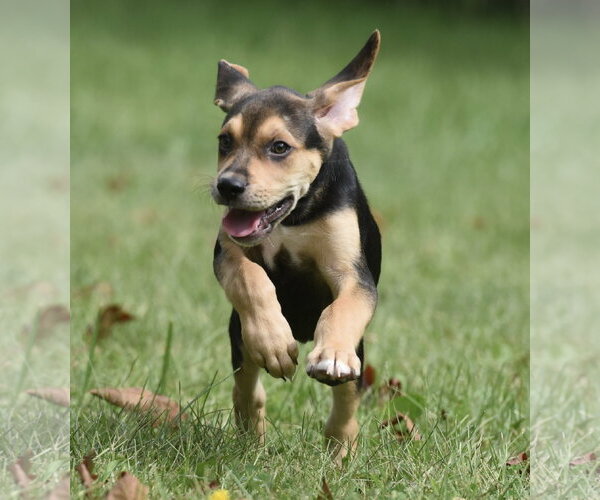 Medium Photo #7 Australian Shepherd-Beagle Mix Puppy For Sale in Mechanicsburg, PA, USA