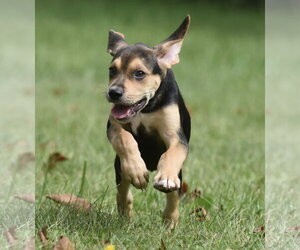 Leo - Male Australian Shepherd-Beagle Mix Dog for Adoption - Photo #7