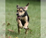 Small Photo #7 Australian Shepherd-Beagle Mix Puppy For Sale in Mechanicsburg, PA, USA
