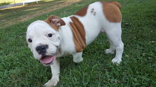 Victorian Bulldog Puppy for sale in NEOSHO, MO, USA