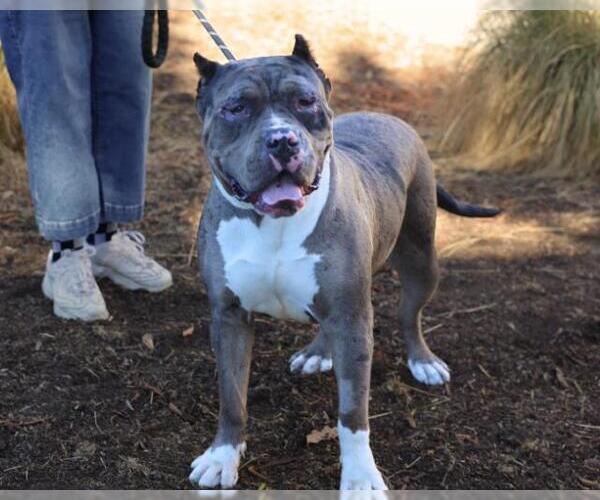 Medium Photo #2 American Pit Bull Terrier Puppy For Sale in Martinez, CA, USA