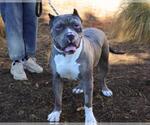 Small #1 American Pit Bull Terrier