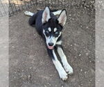 Small #1 Huskies  Mix
