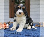 Small #2 Bernedoodle (Miniature)