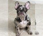 Small Photo #5 French Bulldog Puppy For Sale in BERRIEN SPRINGS, MI, USA