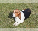 Small Photo #6 Basset Hound Puppy For Sale in SEQUIM, WA, USA