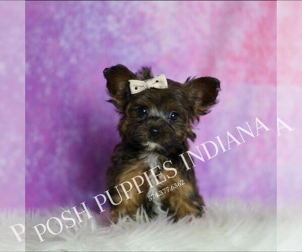 Medium Photo #116 Yorkipoo Puppy For Sale in WARSAW, IN, USA