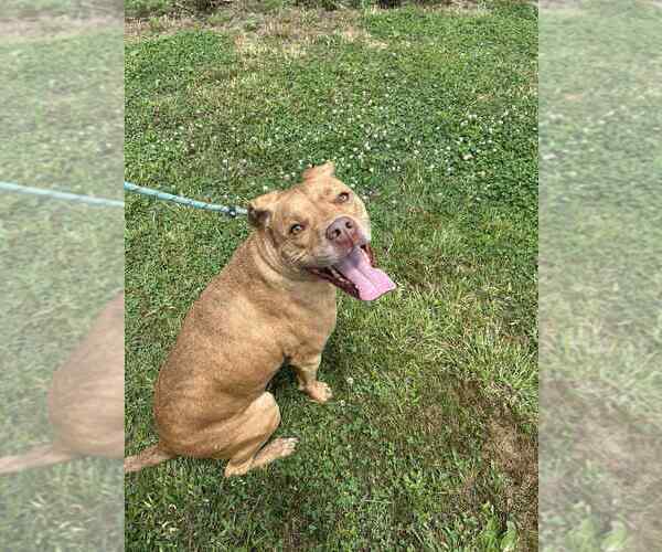 Medium Photo #2 Mutt Puppy For Sale in Evansville, IN, USA