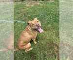 Small #1 Mutt