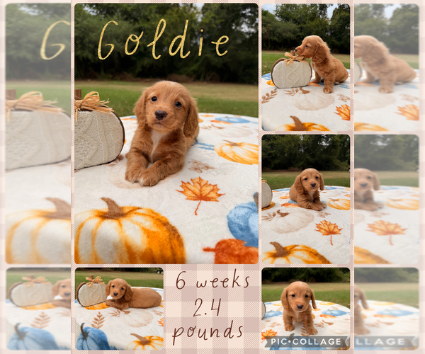 Medium Photo #1 Dachshund Puppy For Sale in NACOGDOCHES, TX, USA