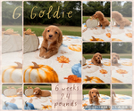 Image preview for Ad Listing. Nickname: Goldie