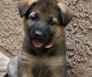 German Shepherd Dog Puppy for sale in CHANDLER HEIGHTS, AZ, USA