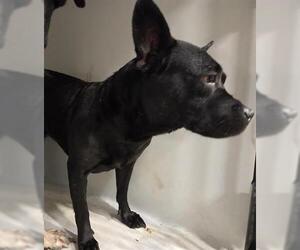 American Staffordshire Terrier-Unknown Mix Dogs for adoption in Houston, TX, USA