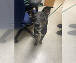 Small Doberman Pinscher Mix
