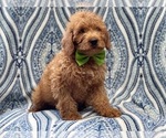 Small Photo #12 Miniature Labradoodle Puppy For Sale in LAKELAND, FL, USA