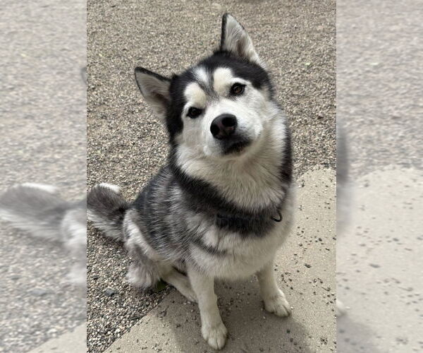 Medium Photo #3 - Mix Puppy For Sale in Bemidji, MN, USA