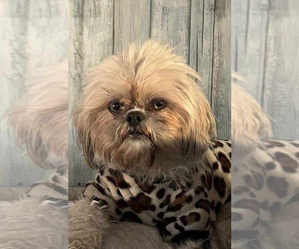 Medium Photo #1 Shih Tzu Puppy For Sale in DENTON, MD, USA