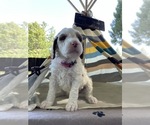 Small Photo #5 Labradoodle Puppy For Sale in POLLOCK PINES, CA, USA