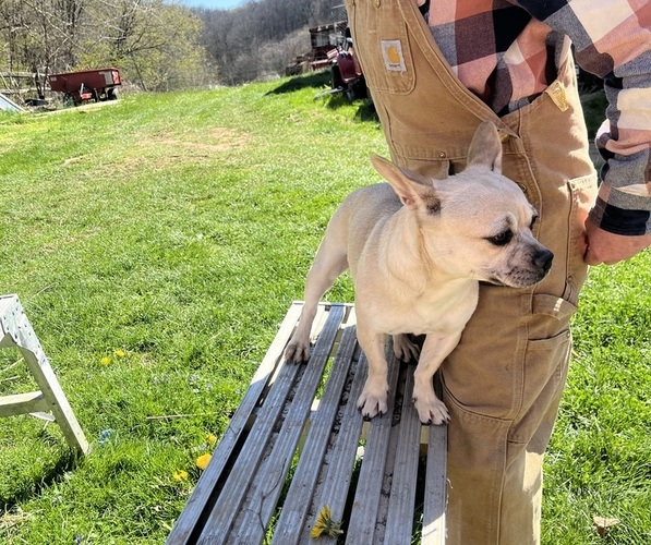 Medium Photo #28 French Bullhuahua Puppy For Sale in SPRAGGS, PA, USA