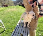 Small #27 French Bullhuahua