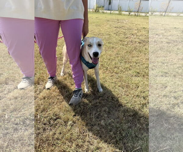 Medium Photo #6 Akita-Siberian Husky Mix Puppy For Sale in Corning, AR, USA