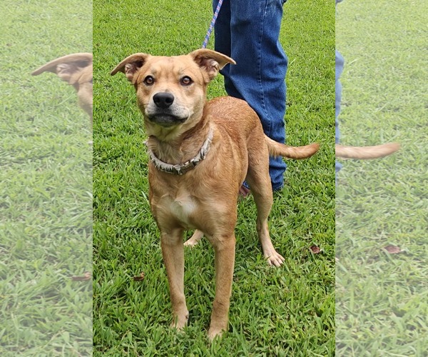 Medium Photo #10 Labrador Retriever-Unknown Mix Puppy For Sale in Talladega, AL, USA