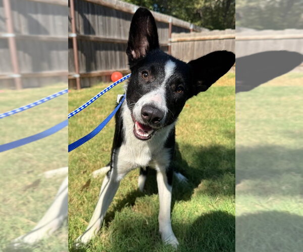 Medium Photo #1 Border Collie Puppy For Sale in Great Bend, KS, USA