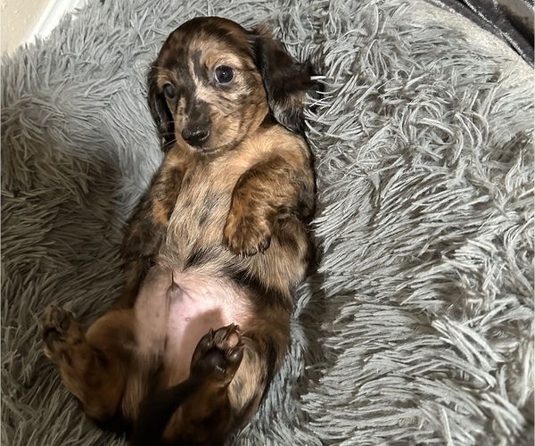 Medium Photo #11 Dachshund Puppy For Sale in HOUSTON, TX, USA