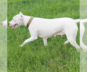 Mother of the Dogo Argentino puppies born on 08/20/2019