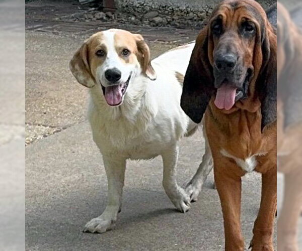 Medium Photo #13 Basset Hound-Great Pyrenees Mix Puppy For Sale in Deepwater, NJ, USA