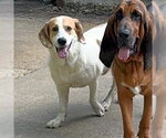 Small #12 Basset Hound-Great Pyrenees Mix