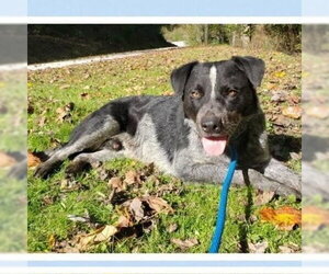 Mutt Dogs for adoption in Bloomingdale, NJ, USA
