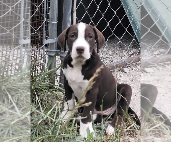 Medium Photo #2 Labrador Retriever-Unknown Mix Puppy For Sale in Bolivar, MO, USA