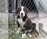Small #1 Labrador Retriever Mix