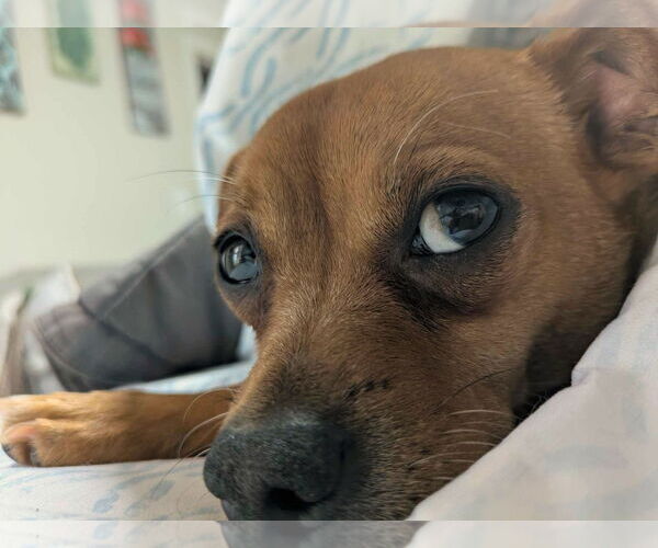 Medium Photo #6 Chiweenie Puppy For Sale in Arlington, VA, USA