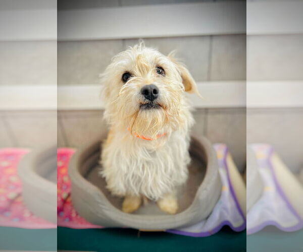 Medium Photo #2 Mutt Puppy For Sale in Pacolet, SC, USA