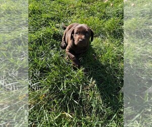 Medium Labrador Retriever