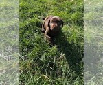 Puppy Puppy 2 Labrador Retriever