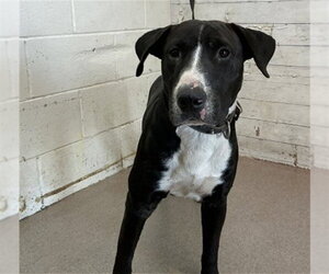 Bull Terrier-Unknown Mix Dogs for adoption in San Bernardino, CA, USA