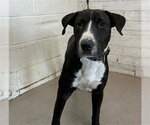 BLAZER - Male Bull Terrier-Unknown Mix Dog for Adoption - Small photo