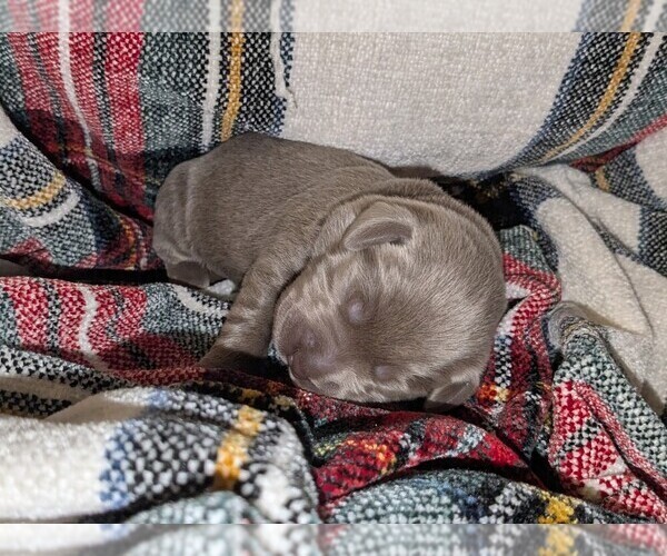 Medium Photo #19 Labrador Retriever Puppy For Sale in PALMYRA, VA, USA