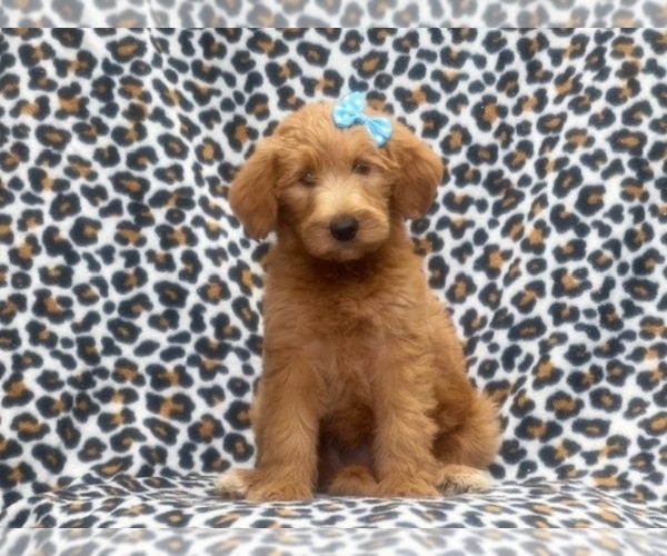 Medium Photo #2 Labradoodle Puppy For Sale in LAKELAND, FL, USA