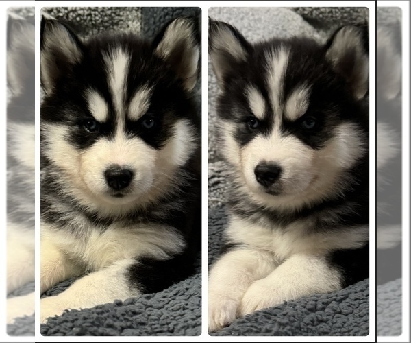 Medium Photo #1 Siberian Husky Puppy For Sale in BETHALTO, IL, USA